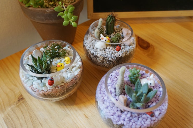  강남테라리움클래스, 제이바이제니에서 나만의 미니가든 만들기 :)
