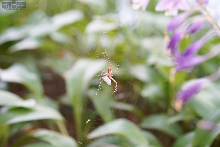 [사진] 거미의 도시락