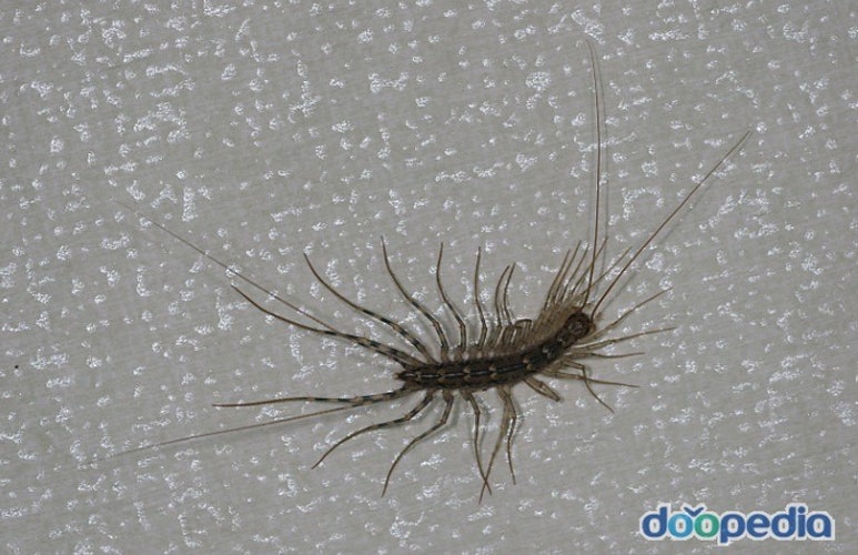 돈벌레 나오는 이유 파악하고 제거해요