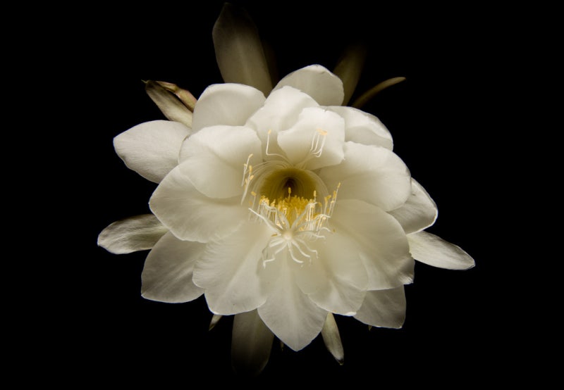 세상에서 가장 아름다운꽃 예쁜꽃 희귀한 꽃 10가지 : 네이버 블로그