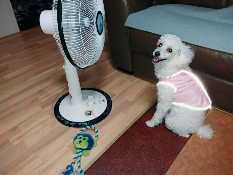 올 여름 강아지도 덥나 봐요.