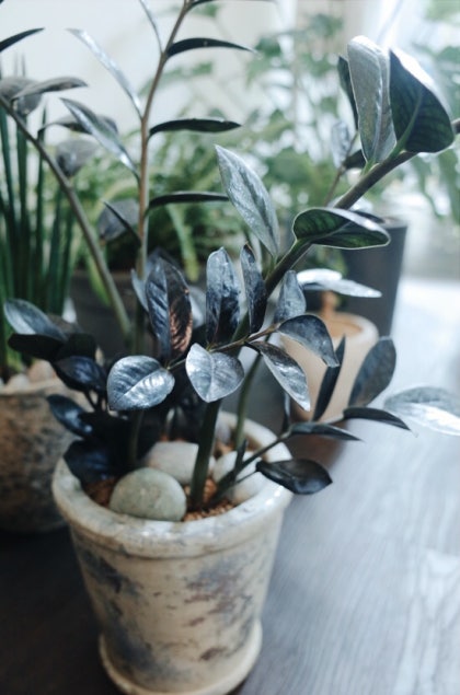 금전수화분- 금전수키우기, 검은색잎 금전수, 실내에서 가장 키우기쉬운식물 추천, 돈나무, 실내 공기정화식물, 실내 인테리어식물,  관엽식물화분 : 네이버 블로그