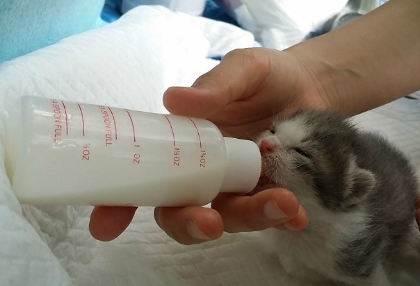  나는 요래요래 꼬물이 분유를 먹였다옹