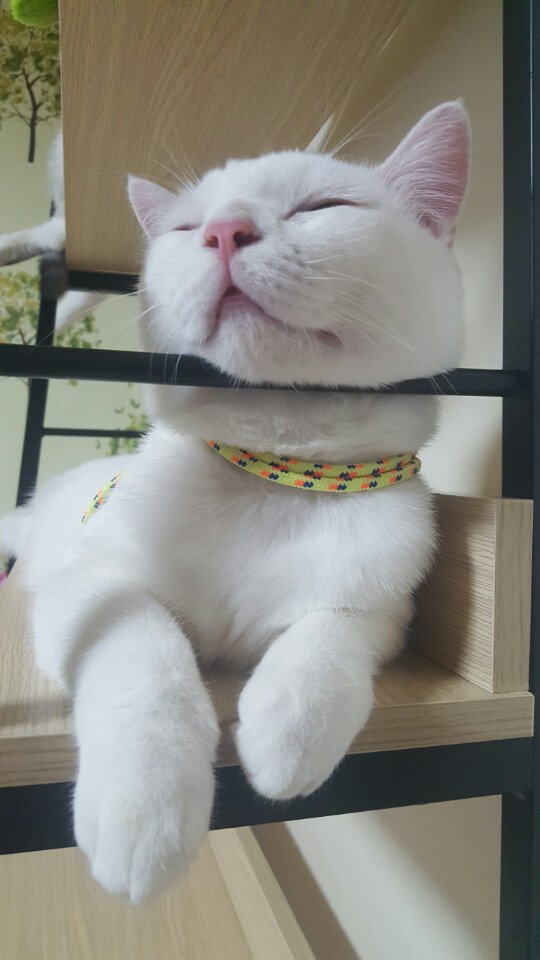  앞으로 나올 쥬이니들을 소개함니다.