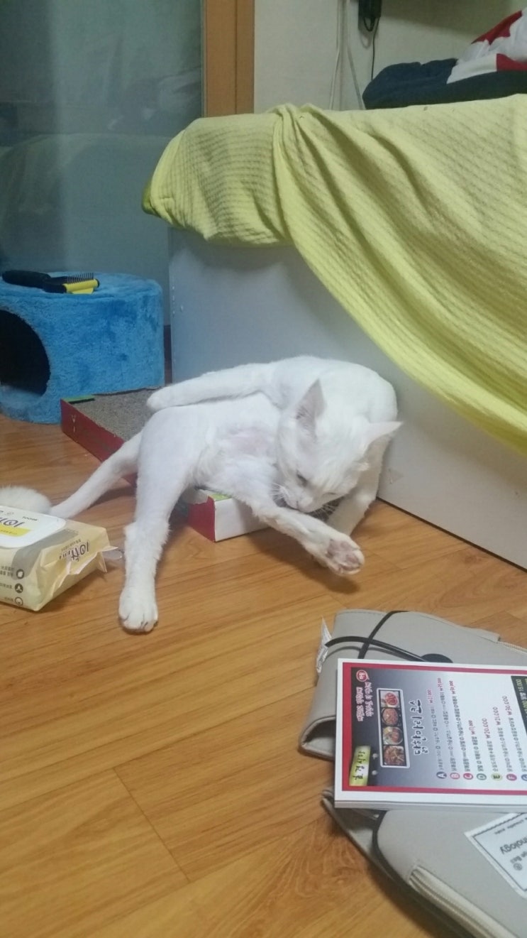  사나 안그런척 넘나 귀여와요