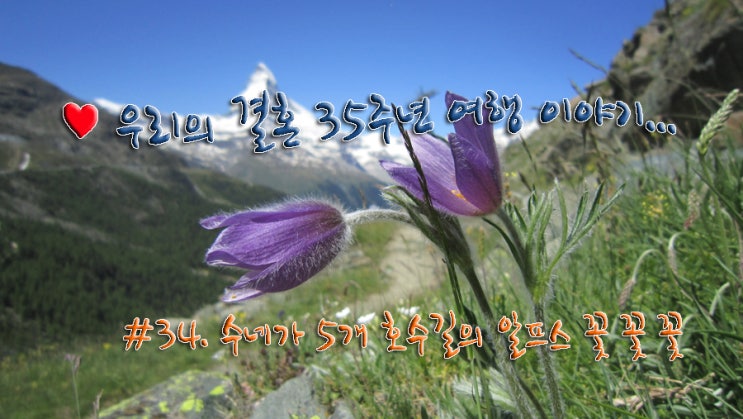 #34. 수네가 5개 호수길의 알프스 꽃꽃꽃... #34. 수네가 5개 호수길의 알프스 꽃꽃꽃...