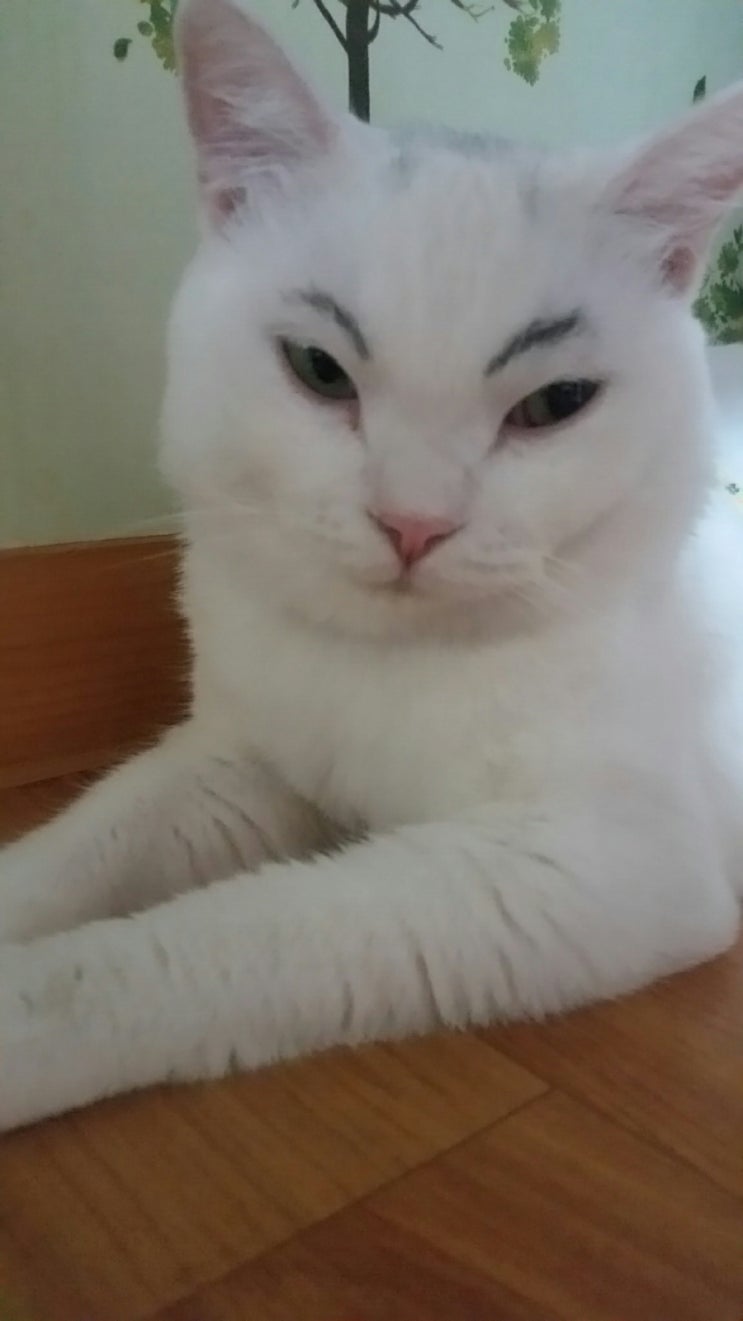  눈썹을 그려주었습니다.