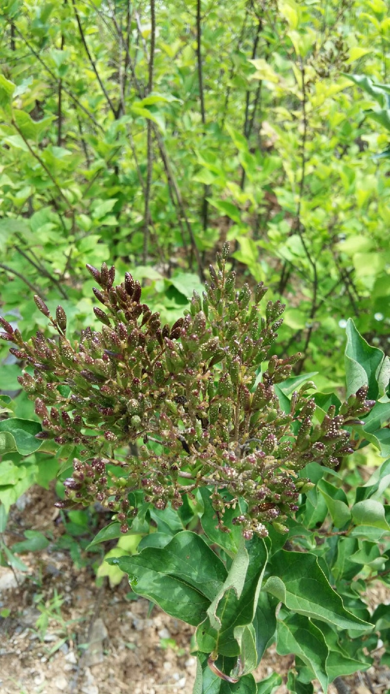 여름과 가을의 경계 - 정향나무가 푸른 빛깔을 놓지 못하는 까닭 : 네이버 블로그, image size:800x1422