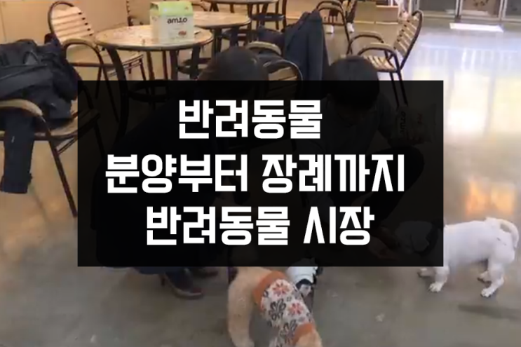 반려동물 분양에서 장례까지 반려동물시장 반려동물 분양에서 장례까지 반려동물시장