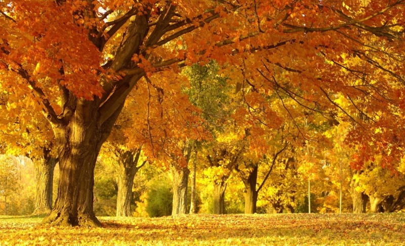 컴퓨터 배경화면 가을 풍경 : 네이버 블로그
