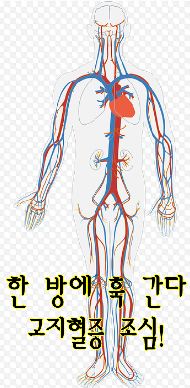  우리 혈관 속 지방질 : 고지혈증과 이상지질혈증