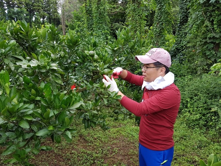 풋귤(청귤) 작업하여 택배 보내기 풋귤(청귤) 작업하여 택배 보내기