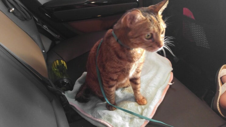  세종시 동물병원 세종시 나눔동물병원 여덟번째 방문기 / 고양이 심장초음파 / 고양이 HCM