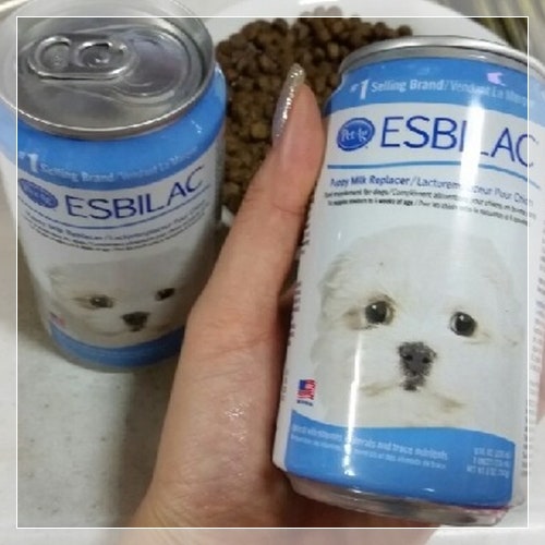 강아지가 젖을 먹지 않을 때 어떻게 하시나요