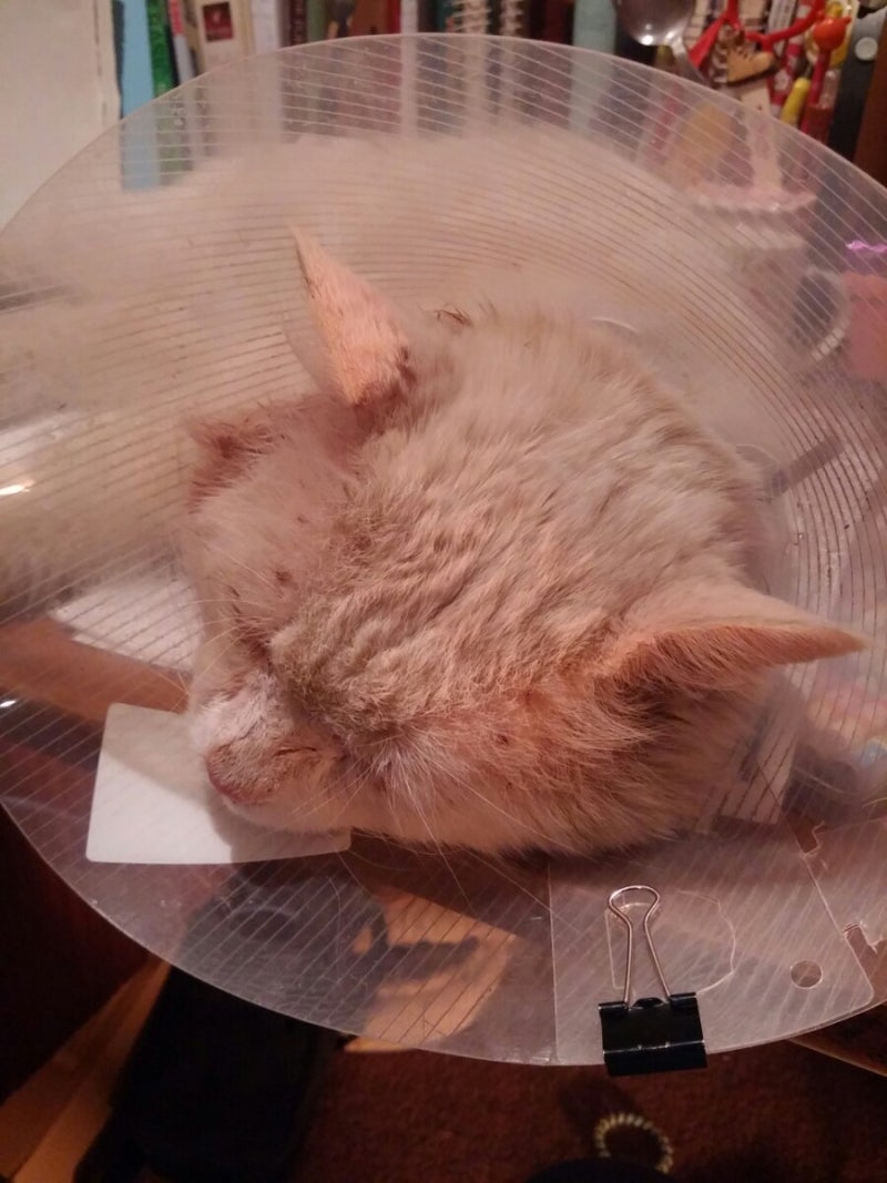 반려묘 일상](혈변사진주의!!!!!) 키티 IBD / 고양이 혈변 / 반려묘 혈변 / 고양이 IBD : 네이버 블로그, image size:800x1067