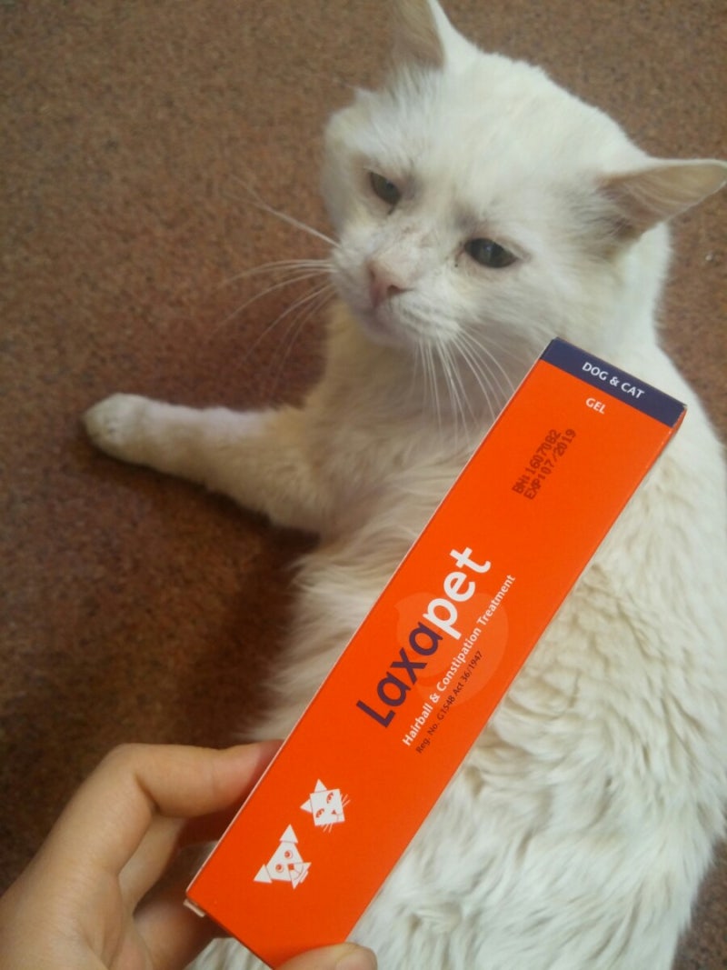 반려묘 일상](혈변사진주의!!!!!) 키티 IBD / 고양이 혈변 / 반려묘 혈변 / 고양이 IBD : 네이버 블로그, image size:800x1067