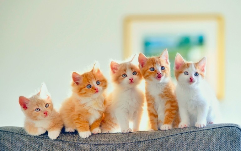 고양이뉴스] 고양이를 두마리 키우면 좋은점 4가지 : 네이버 블로그