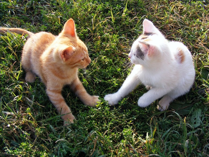 고양이뉴스] 고양이를 두마리 키우면 좋은점 4가지 : 네이버 블로그