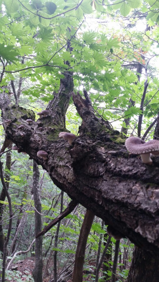  화x산 자연산 표고버섯 채취