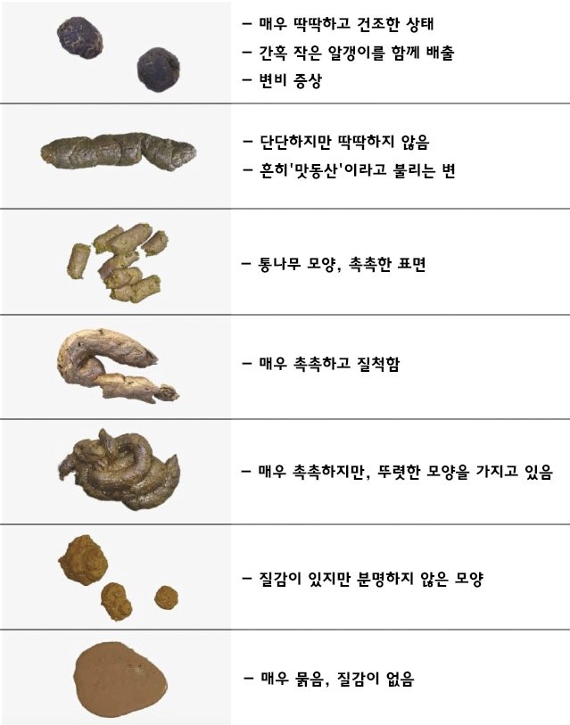강아지 똥이 하얗다면 무슨 뜻인가요