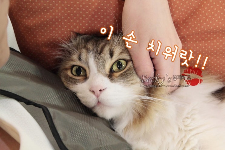 만사가 귀찮은 노르웨이 숲 고양이 삼식이