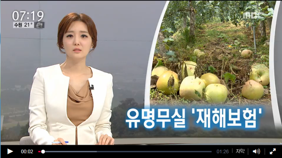 현실 모르는 기준, 구실 못하는 '농작물 재해보험' - MBC뉴스