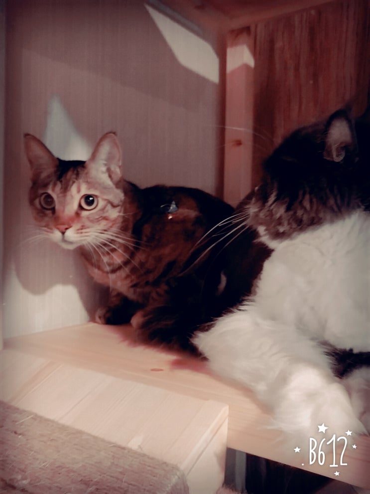  대전 고양이 호텔 / 대전 고양이 게하 고양이 정원 다녀왔어요~