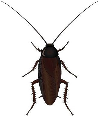 자연의 헤게모니 지구의 바퀴벌레 인간 자연의 헤게모니 지구의 바퀴벌레 인간