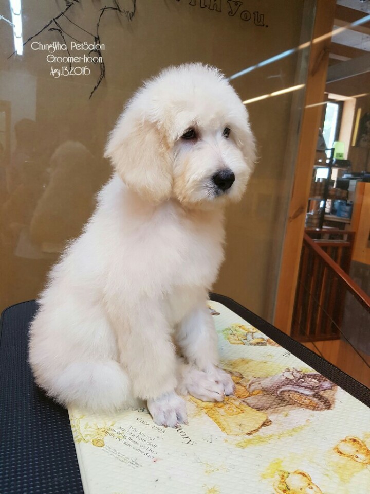  반려동물과의 교감 동물은 진실하다.