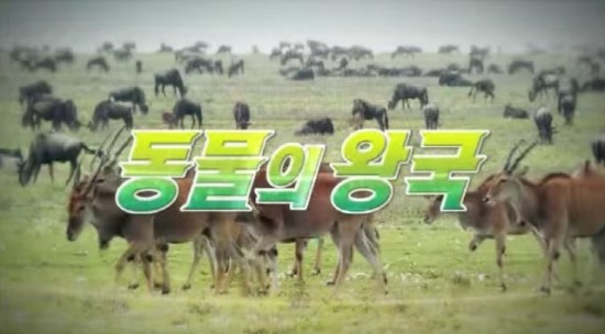  육상동물 싸움순위 TOP 21