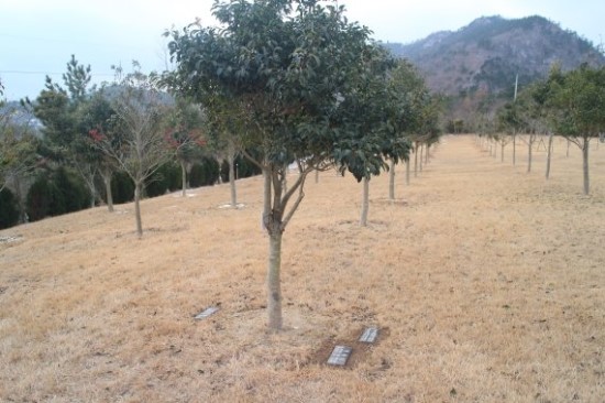 산림조합중앙회, 상조사업 진출.. 수목장 문화 이끈다 산림조합중앙회, 상조사업 진출.. 수목장 문화 이끈다