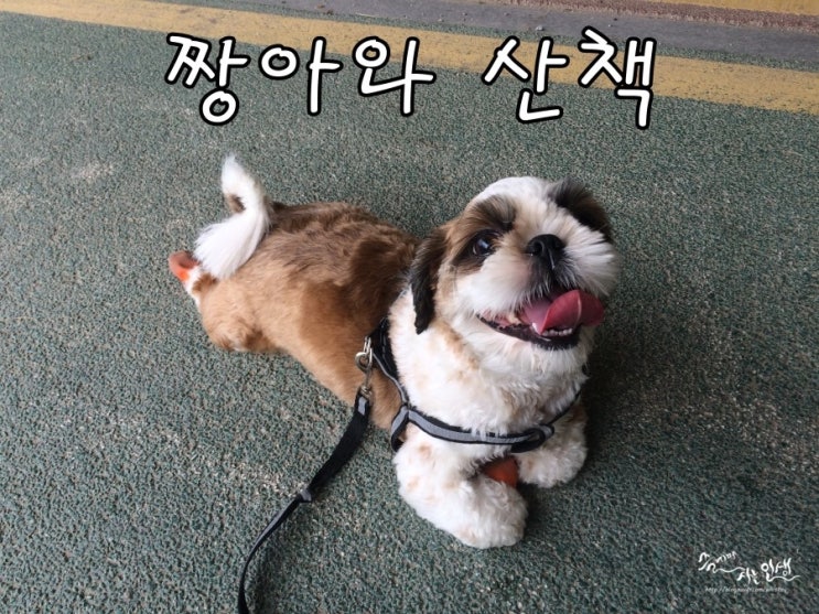  [반려견 키우기] 우리 시츄 짱아와 산책 후 목욕까지 ~