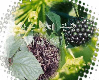 꿈 ) 반딧불꿈 거머리꿈 이꿈 벼룩꿈 빈대꿈 기생충꿈 회충꿈 곤충꿈 꿈해몽 꿈풀이