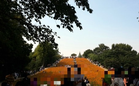 올림픽공원 들꽃마루 황화코스모스 