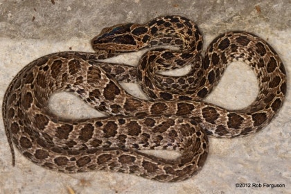 뱀 머리 정면 모습