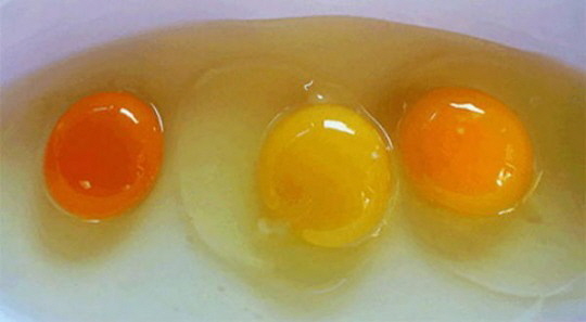계란 완전식품 다이어트 효과