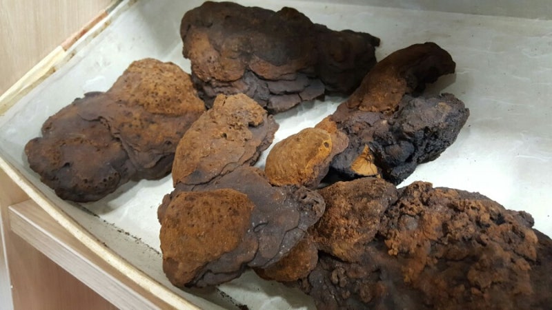 소원농산 상황버섯먹고 가을 건강 챙겨 볼까요?