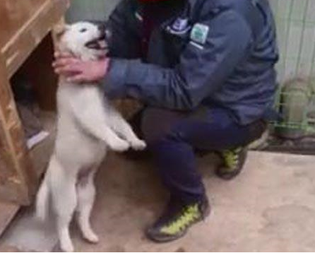 전기로 죽이고.. 충격적인 동<b>물학대</b> 신고 사례들(잔인함주의)