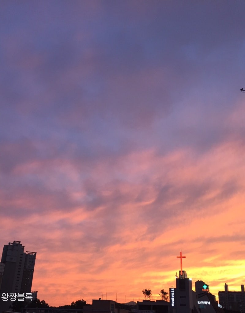 용산1티아의 저녁 [손문열탕불, 대구갤러사가리] 2