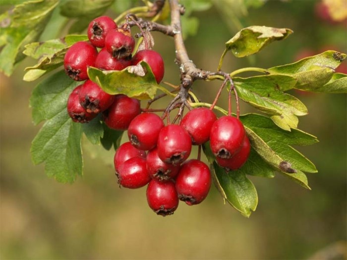 산사나무열매의 효능 빨간 열매의 매력이 많지만 부작용도 확인해보세요 : 네이버 블로그
