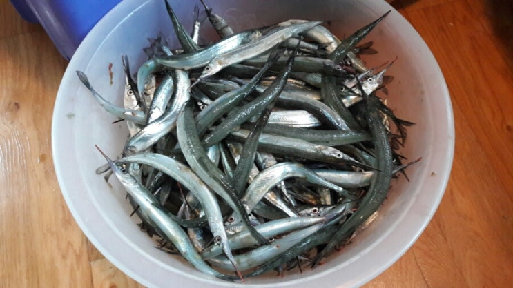  마산 구산면  방파제 학꽁치 낚시