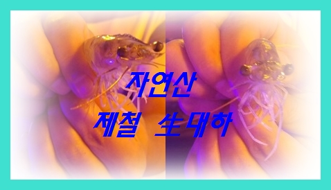 제부도 '자연산 제철 生대하 소금구이' 키토산 多 혈액 내 콜레스테롤 低