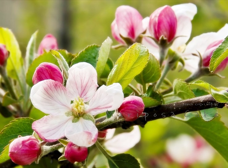사과꽃 애플블러썸 꽃말과 사진 : 네이버 블로그