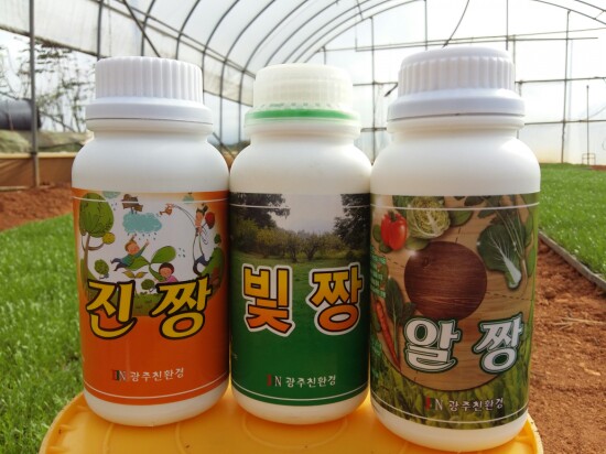 마카재배-마카씨앗 파종 28일째 마카재배-마카씨앗 파종 28일째