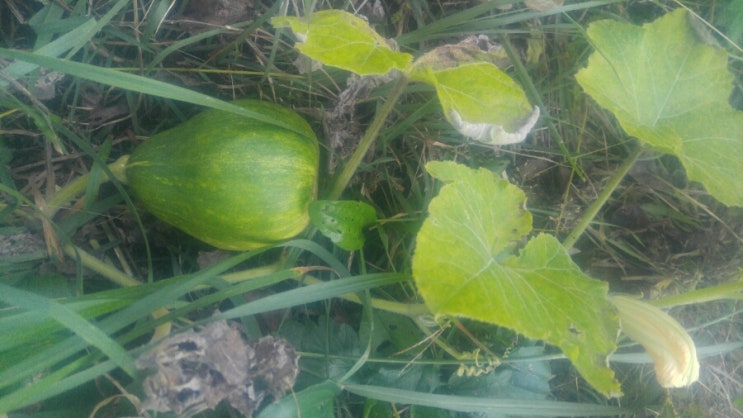 산골의 아침 풍경