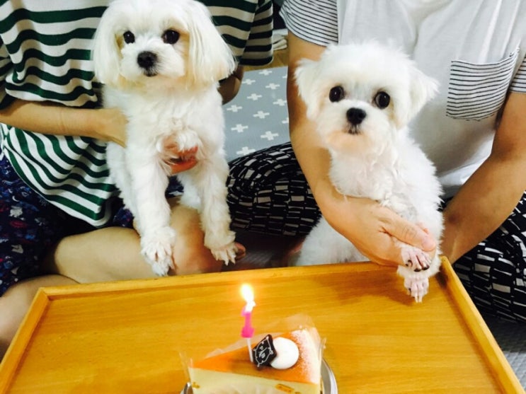 비누와뽀롱이 비누와뽀롱이