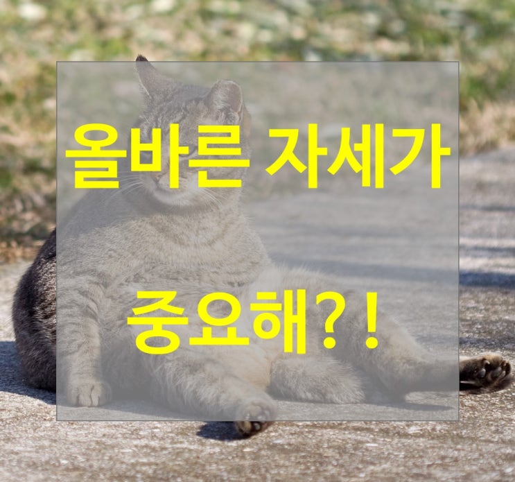  올바른 자세가 중요해?!