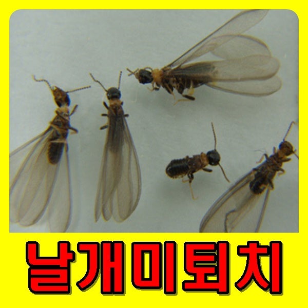 날개미퇴치법