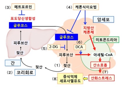 대사를 타깃으로 한 암 치료(6): 젖산 생성을 줄이는 암 치료 : 네이버 블로그 대사를 타깃으로 한 암 치료(6): 젖산 생성을 줄이는 암 치료 : 네이버 블로그