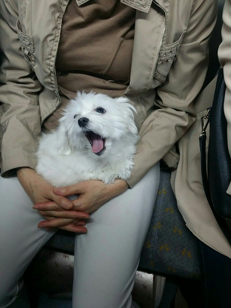 지하철이서 만난 귀요미 강아지